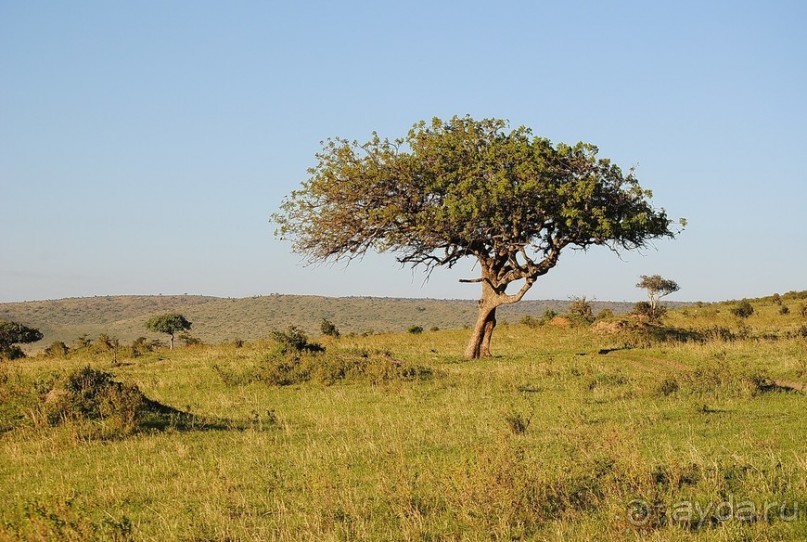 Кения, Масаи Мара