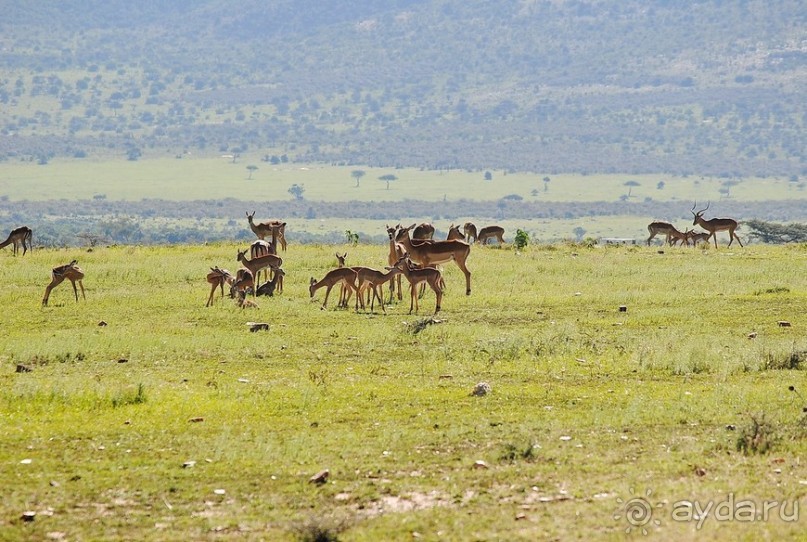 Кения, Масаи Мара