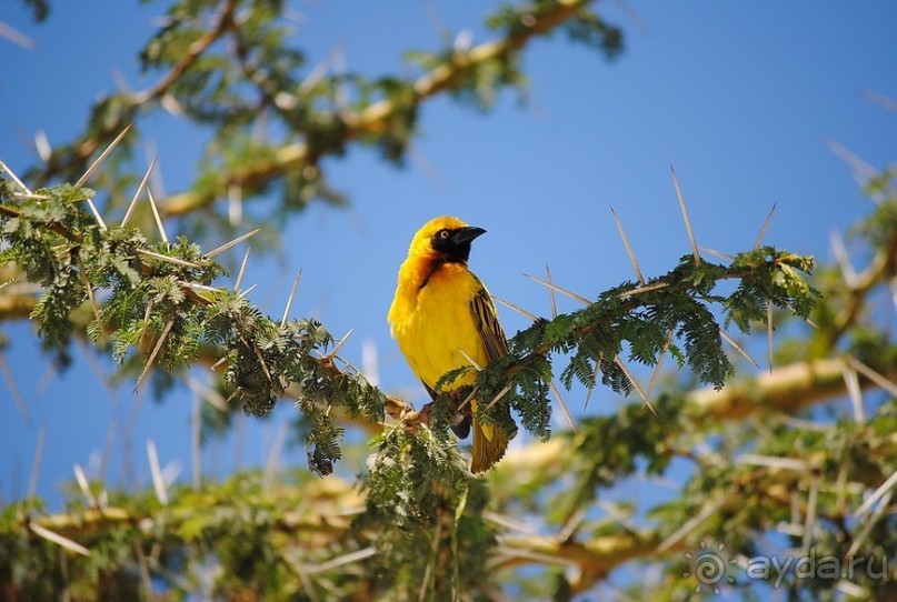 Кения, Масаи Мара