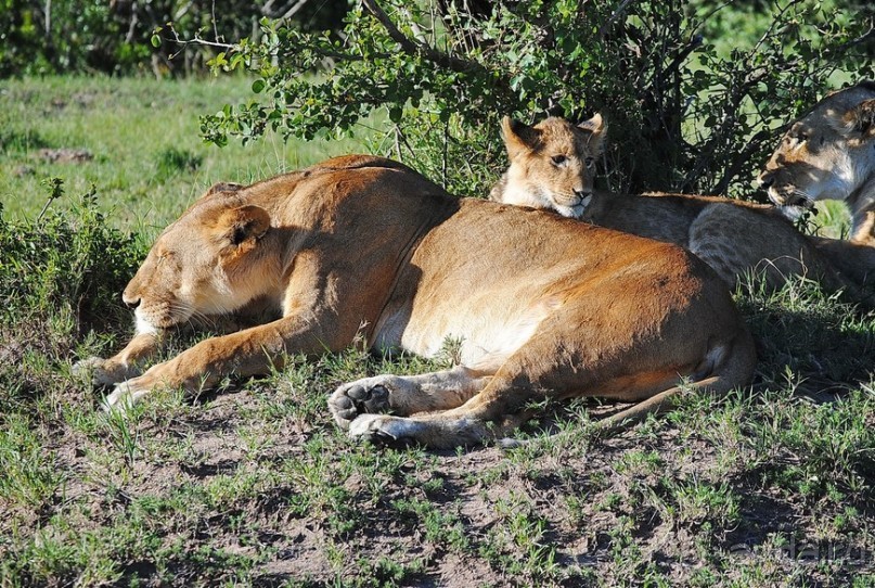 Кения, Масаи Мара