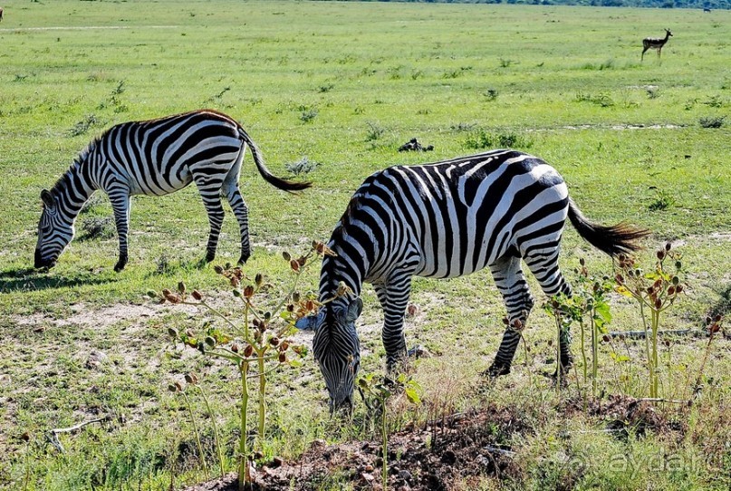 Кения, Масаи Мара