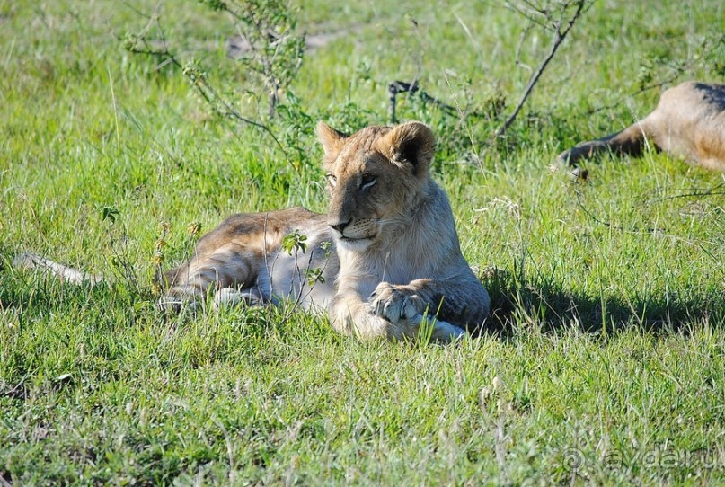 Кения, Масаи Мара