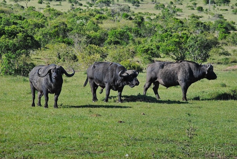 Кения, Масаи Мара