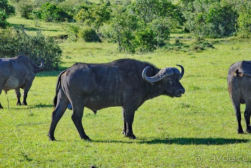 Кения, Масаи Мара