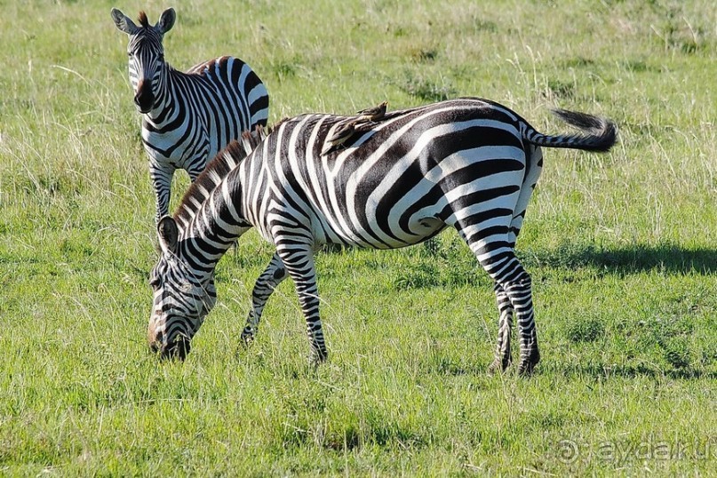 Кения, Масаи Мара