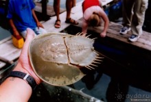 Начало начал. Малазийские воспоминания. Часть 2