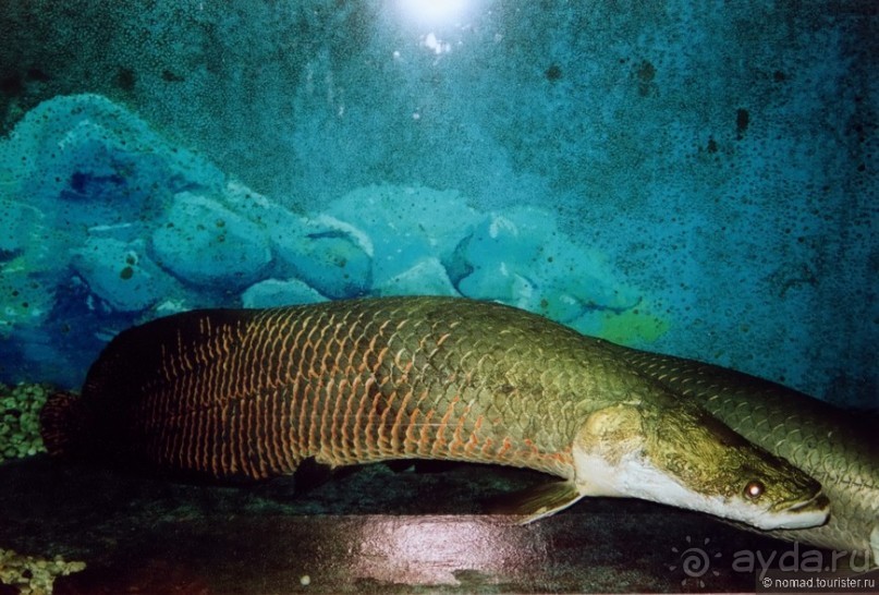 Начало начал. Малазийские воспоминания. Часть 2