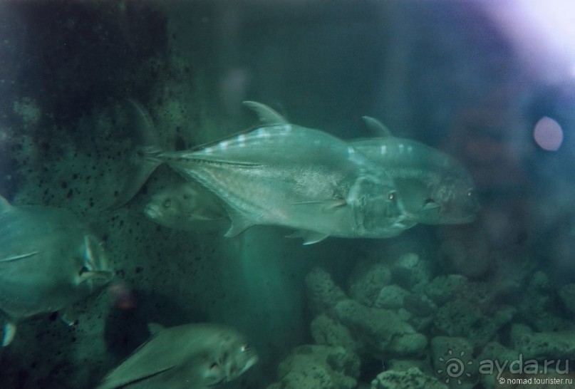 Начало начал. Малазийские воспоминания. Часть 2