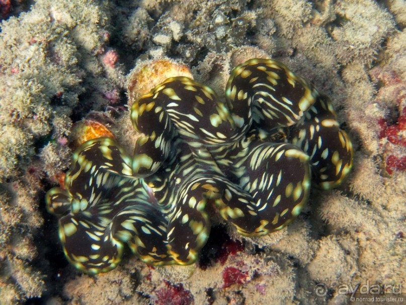 Альбом отзыва "Подводный мир Ко Тао"