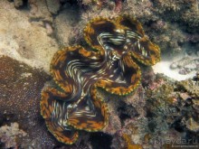 Альбом отзыва "Подводный мир Ко Тао"