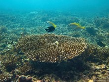 Альбом отзыва "Подводный мир Ко Тао"