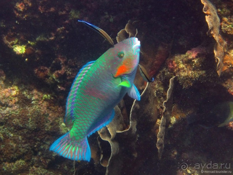 Альбом отзыва "Подводный мир Ко Тао"