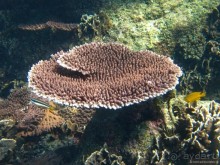 Альбом отзыва "Подводный мир Ко Тао"