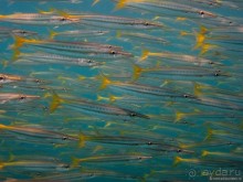 Альбом отзыва "Подводный мир Ко Тао"