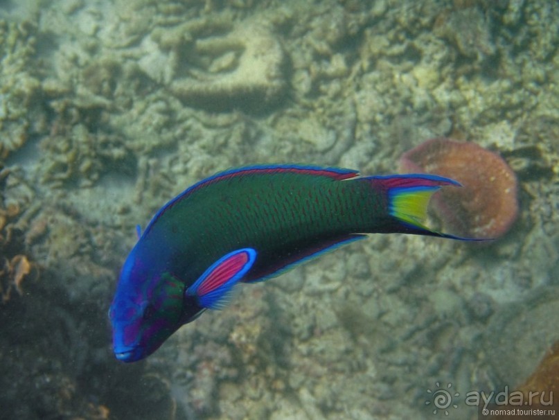 Альбом отзыва "Подводный мир Ко Тао"