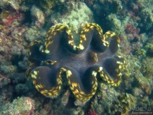 Альбом отзыва "Подводный мир Ко Тао"