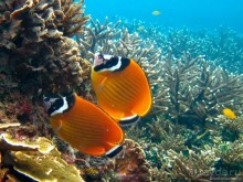 Альбом отзыва "Подводный мир Ко Тао"