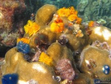 Альбом отзыва "Подводный мир Ко Тао"