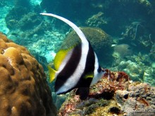 Альбом отзыва "Подводный мир Ко Тао"