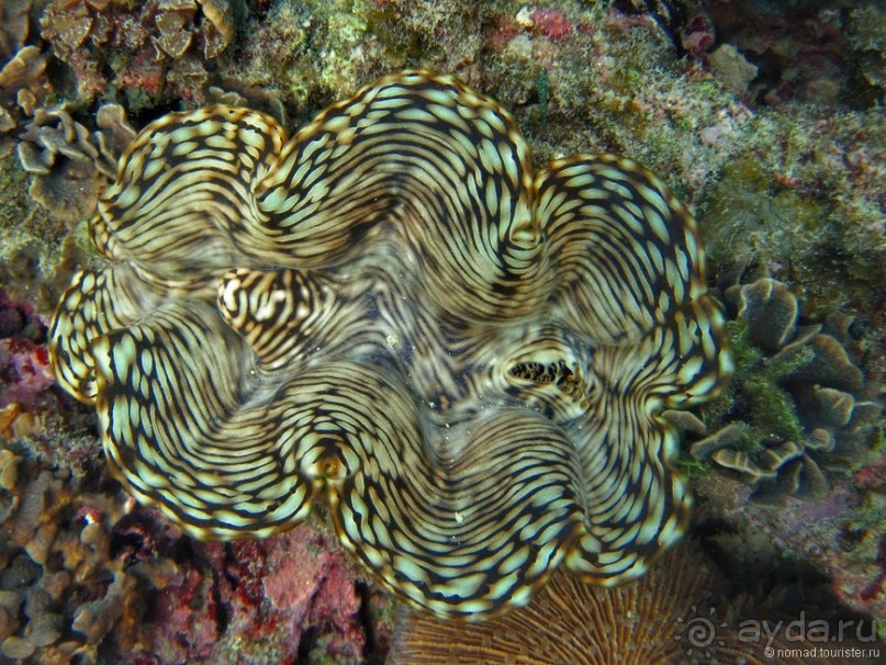 Альбом отзыва "Подводный мир Ко Тао"