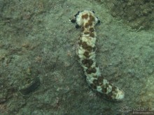 Альбом отзыва "Подводный мир Ко Тао"