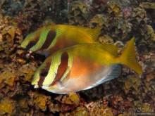 Альбом отзыва "Подводный мир Ко Тао"