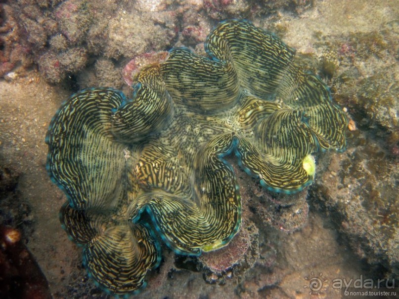 Альбом отзыва "Подводный мир Ко Тао"