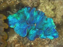 Альбом отзыва "Подводный мир Ко Тао"