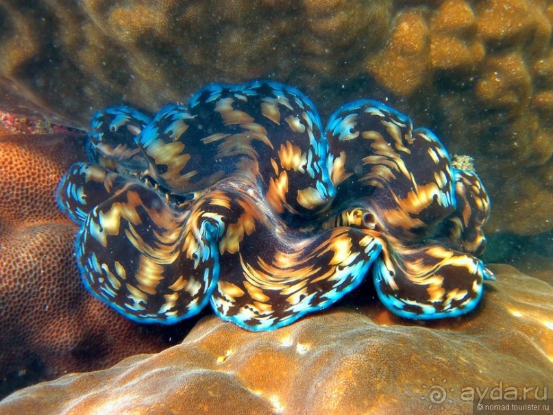 Альбом отзыва "Подводный мир Ко Тао"