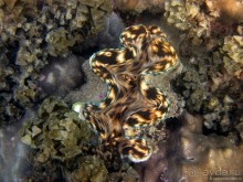 Альбом отзыва "Подводный мир Ко Тао"