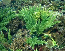 Альбом отзыва "Подводный мир Ко Тао"