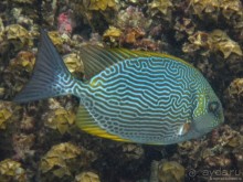 Альбом отзыва "Подводный мир Ко Тао"