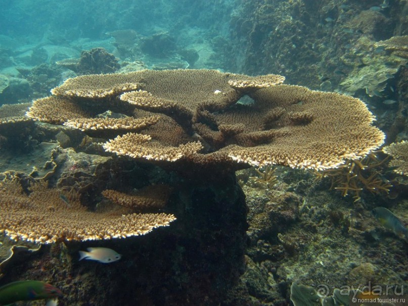 Альбом отзыва "Подводный мир Ко Тао"