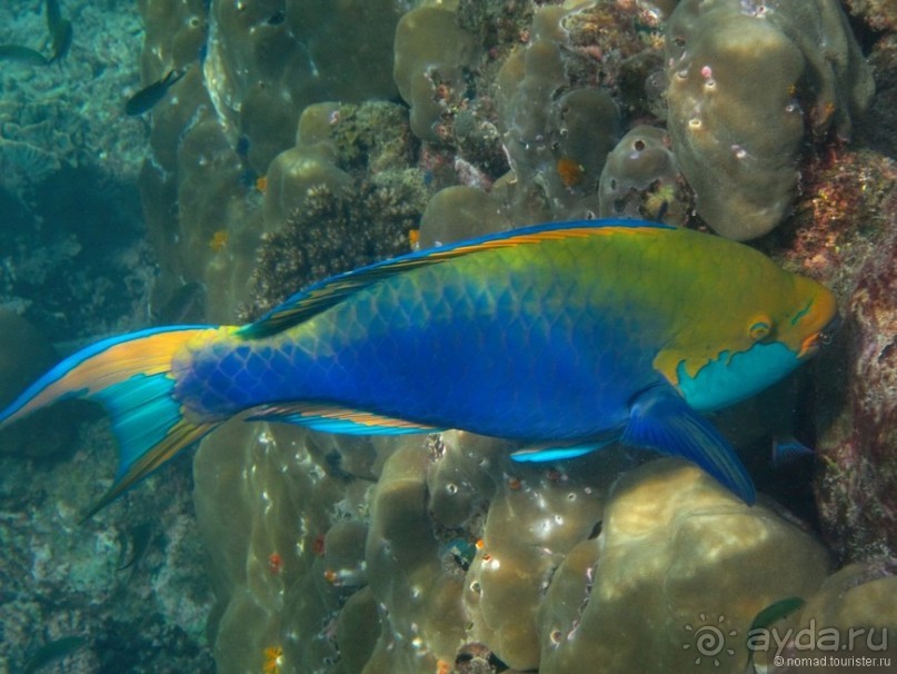 Альбом отзыва "Подводный мир Ко Тао"