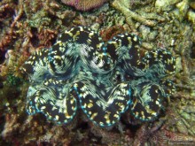 Альбом отзыва "Подводный мир Ко Тао"