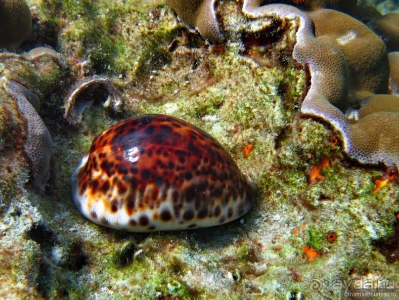 Альбом отзыва "Подводный мир Ко Тао"