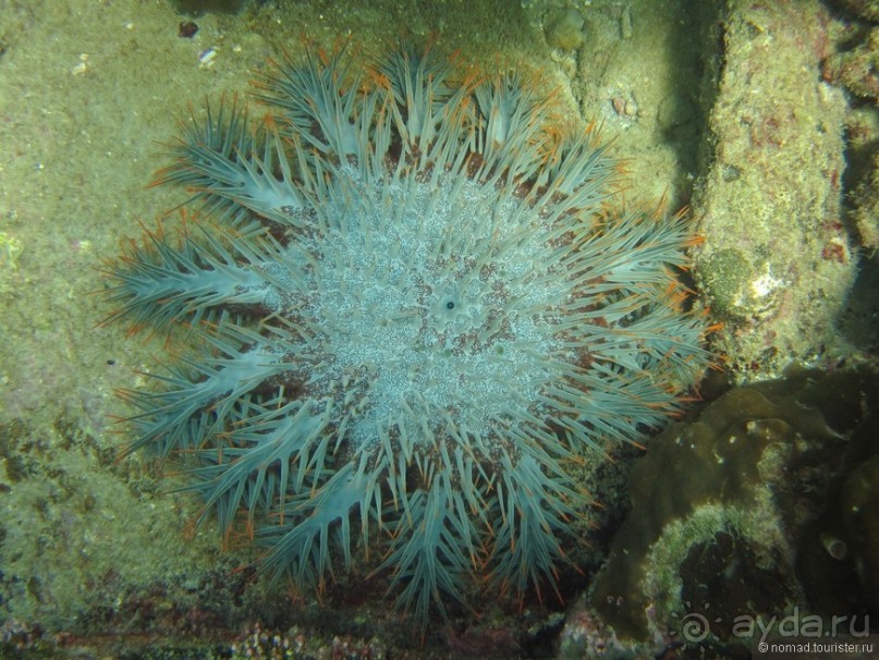 Альбом отзыва "Подводный мир Ко Тао"