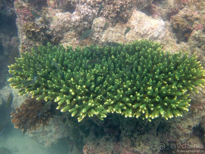 Альбом отзыва "Подводный мир Ко Тао"