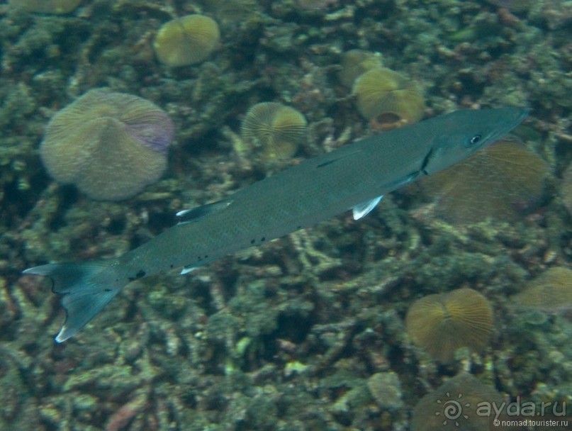 Альбом отзыва "Подводный мир Ко Тао"