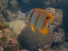 Альбом отзыва "Подводный мир Ко Тао"