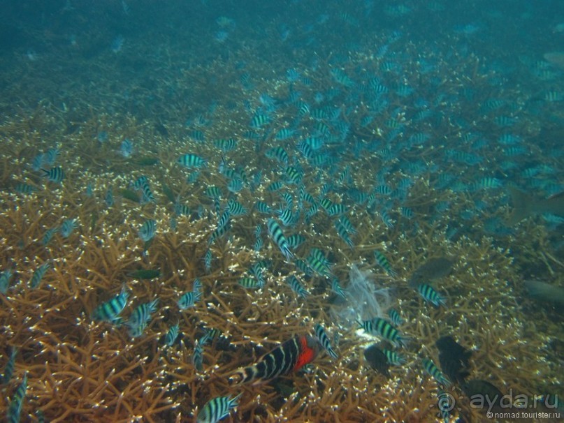 Альбом отзыва "Подводный мир Ко Тао"