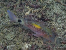 Альбом отзыва "Подводный мир Ко Тао"