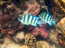 Альбом отзыва "Подводный мир Ко Тао"