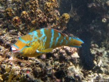 Альбом отзыва "Подводный мир Ко Тао"