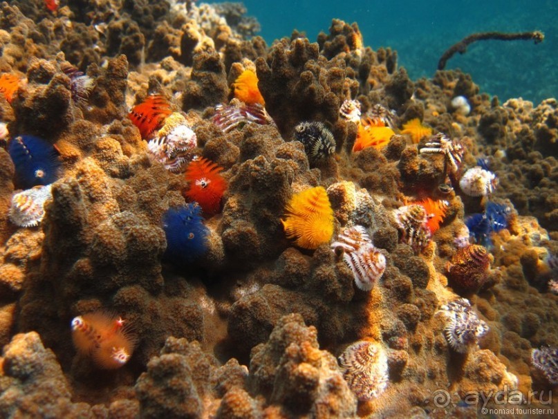 Альбом отзыва "Подводный мир Ко Тао"