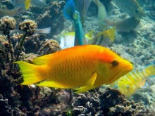 Альбом отзыва "Подводный мир Ко Тао"