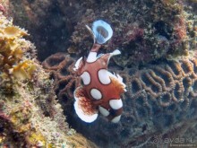 Альбом отзыва "Подводный мир Ко Тао"