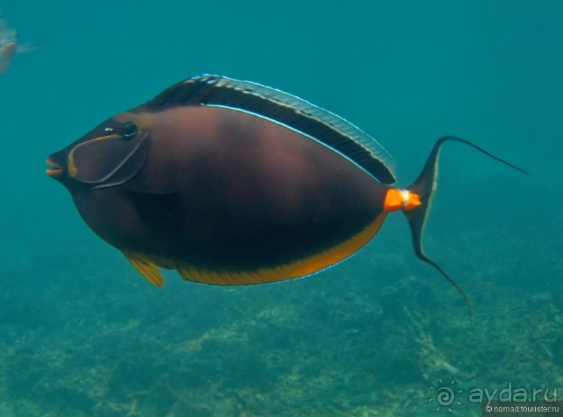 Альбом отзыва "Подводный мир Ко Тао"