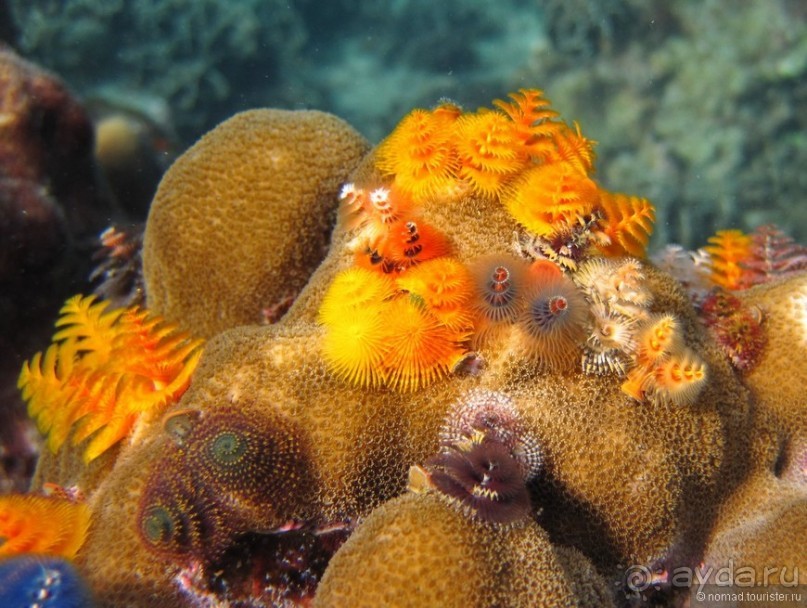 Альбом отзыва "Подводный мир Ко Тао"