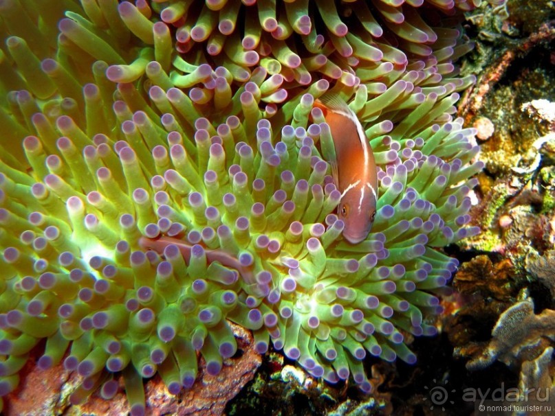 Альбом отзыва "Подводный мир Ко Тао"